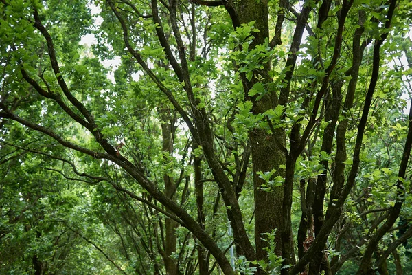 Quercus robur tigiata ağaç yaprağı ve gövdesi
