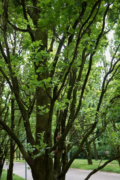 Quercus robur tigiata ağaç yaprağı ve gövdesi
