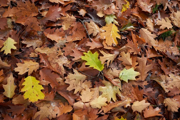 Sonbaharda Quercus rubra renkli yeşillik