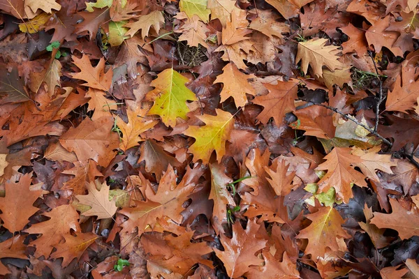 Sonbaharda Quercus rubra renkli yeşillik