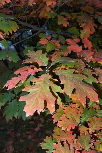 Quercus Rubra Kolorowe Liście Jesienią — Zdjęcie stockowe