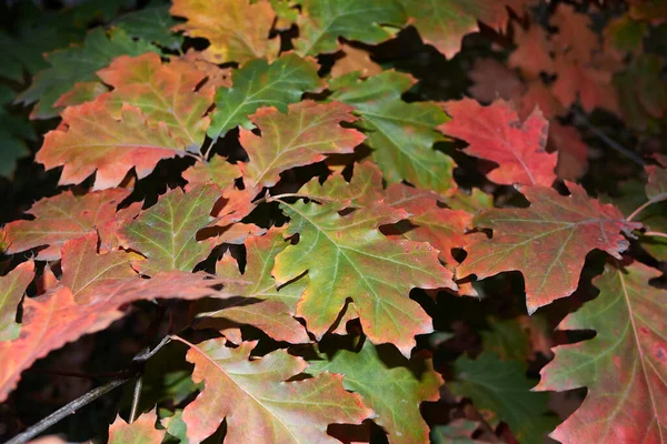 Quercus Rubra Follaje Colorido Otoño —  Fotos de Stock