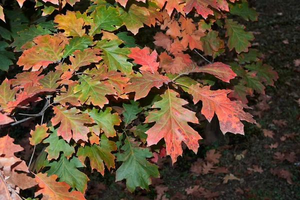 秋天的红豆杉多彩的叶子 — 图库照片