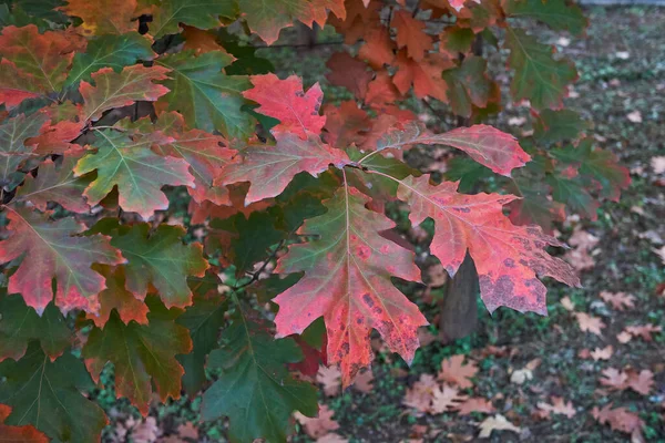 Quercus Rubra Kleurrijk Gebladerte Herfst — Stockfoto