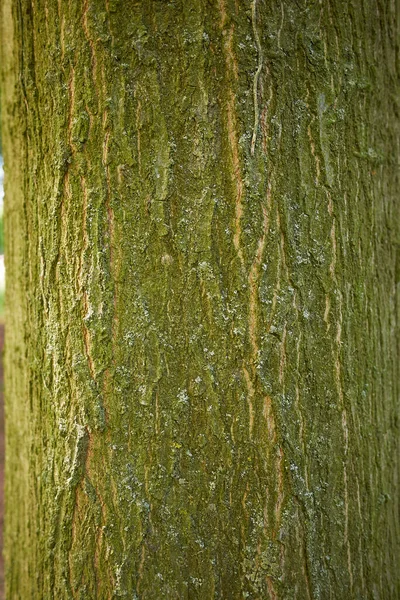 Quercus Rubra Kéreg Közeli — Stock Fotó