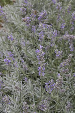 Lavandula angustifolia çiçeği