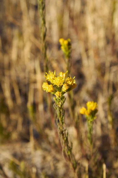 Galatella Linosyris Gele Bloemen — Stockfoto