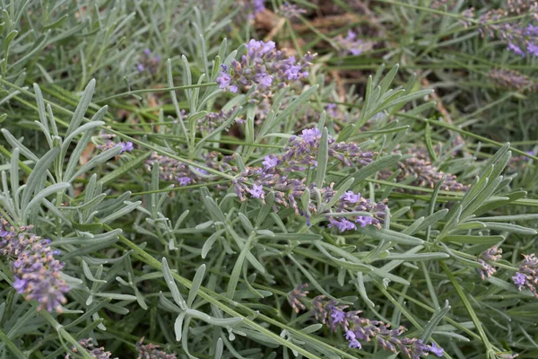 Lavandula Angustifolia Keř Květu — Stock fotografie