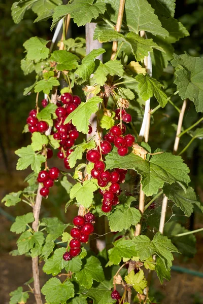 Ribes Rubrum Branch Fresh Fruit — Fotografia de Stock