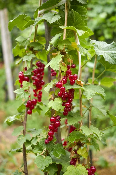 Ribes Rubrum Branch Fresh Fruit — Fotografia de Stock