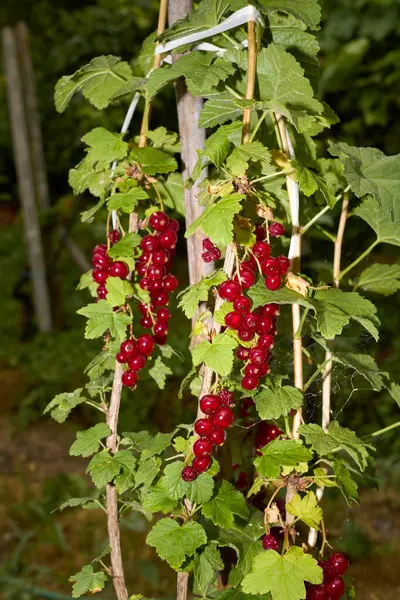 Ribes Rubrum Branch Fresh Fruit — Fotografia de Stock