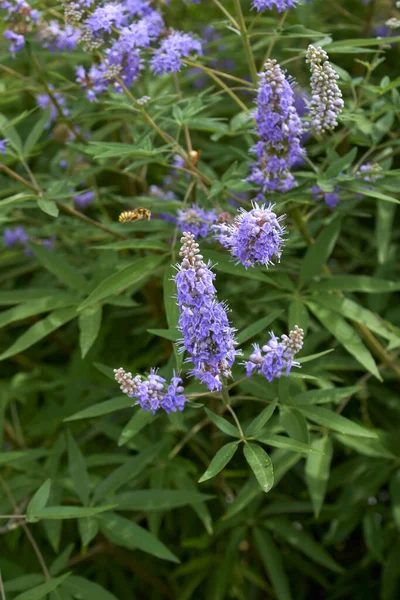 Vitex Agnus Castus Bloom — Stockfoto