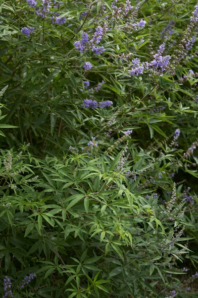 Vitex Agnus Castus Bloom — Zdjęcie stockowe