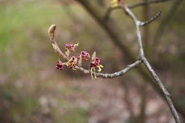 Hamamelis virginiana çiçek açtı