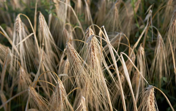 Hordeum Vulgare Mezőgazdasági Terület — Stock Fotó