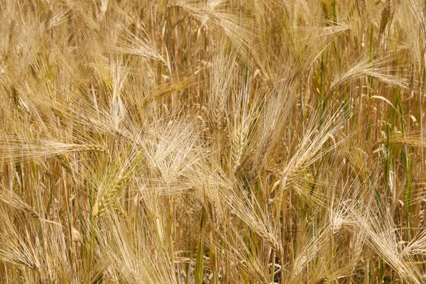 Hordeum Vulgare Mezőgazdasági Terület — Stock Fotó