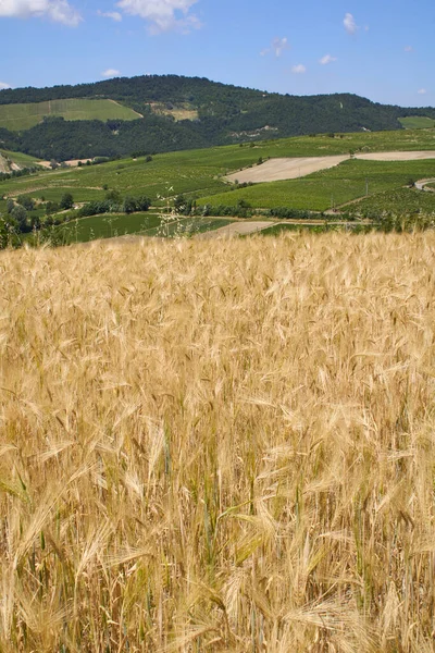 Hordeum Vulgare Mezőgazdasági Terület — Stock Fotó