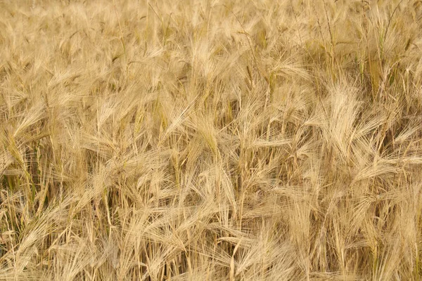 Hordeum Vulgare Mezőgazdasági Terület — Stock Fotó