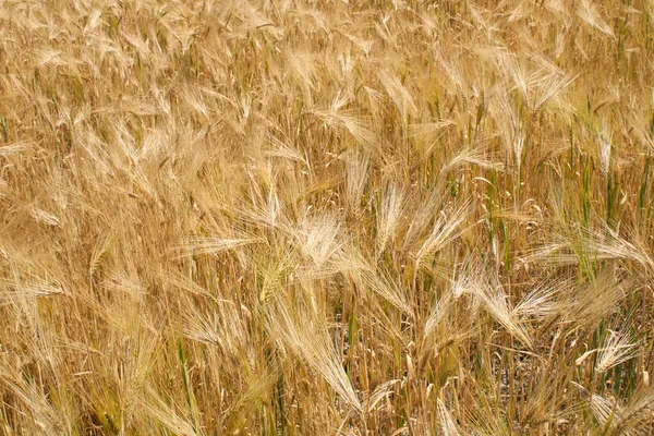 Hordeum Vulgare Tarım Alanı — Stok fotoğraf