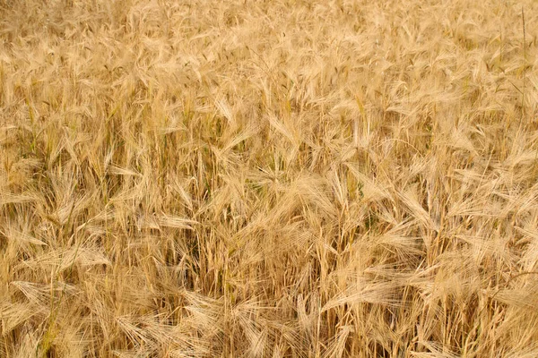 Hordeum Vulgare Tarım Alanı — Stok fotoğraf