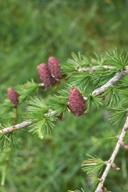 Larix desidua şubesini kapatın.