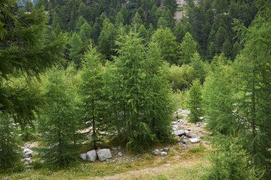 Larix desidua şubesini kapatın.