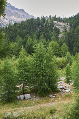 Larix desidua şubesini kapatın.