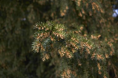 Taxus Baccata ağacı çiçek açtı