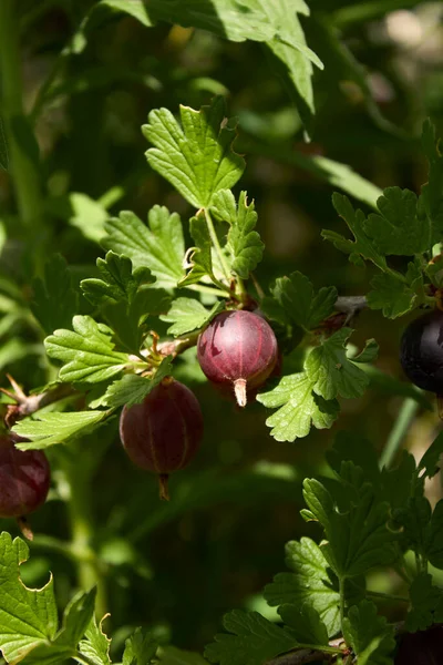 Ribes Uva Crispa Frische Reife Früchte — Stockfoto