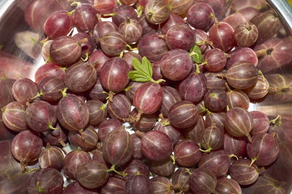 Gooseberry Fresh Fruit Just Collected — Stock Photo, Image