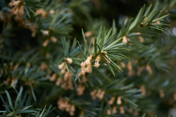 Taxus Baccata Drzewo Rozkwicie — Zdjęcie stockowe