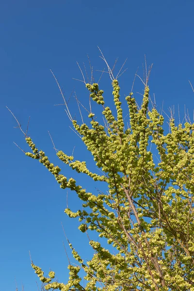 Ulmus Minor Tree Springtime — Stock Photo, Image
