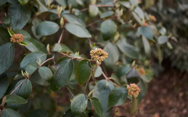 Viburnum Carlesii Arbusto Flor — Fotografia de Stock