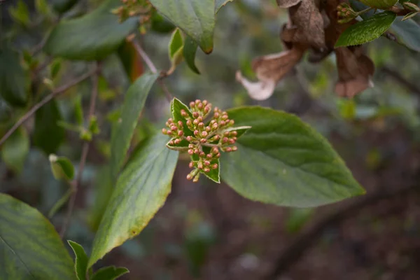 Krzew Viburnum Carlesii Rozkwicie — Zdjęcie stockowe