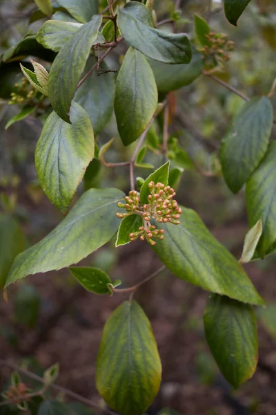 Krzew Viburnum Carlesii Rozkwicie — Zdjęcie stockowe