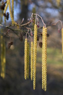 Alnus glutinosa ağacı çiçek açtı.