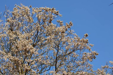 Kışın Ailanthus altissima ağacı