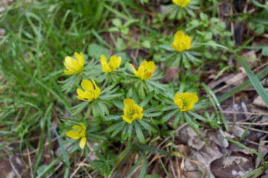 Eranthis hyemalis yellow inflorescence