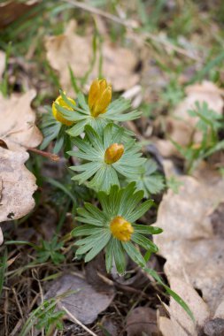 Eranthis hyemalis yellow inflorescence