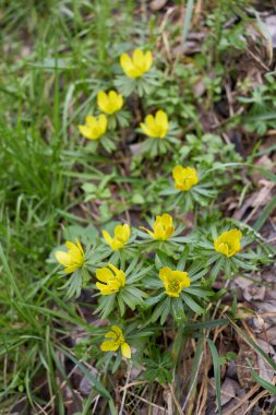 Eranthis hyemalis yellow inflorescence