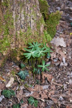 Eranthis hyemalis yellow inflorescence