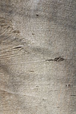 Fagus sylvatica havlıyor. Yaklaş.