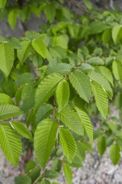 Ostrya Karpinifolia desenli yapraklar