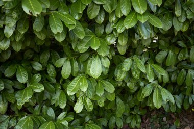 Prunus laurocerasus yemyeşil yapraklar