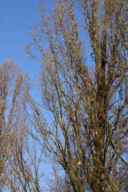 Kışın Quercus robur fastigiata ağacı
