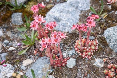 Sempervivum arachnoideum çiçek açtı.