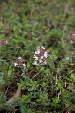 Thymus Longicaulis çiçek açtı.
