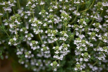 Thymus vulgaris bitkisi çiçek açtı.