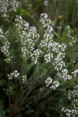 Thymus vulgaris bitkisi çiçek açtı.