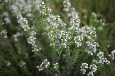Thymus vulgaris bitkisi çiçek açtı.